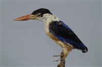 藏品(黑頭翡翠)的圖片